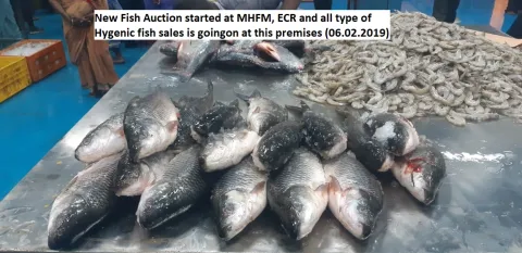 MHFM fish auction started