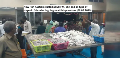 MHFM fish auction started
